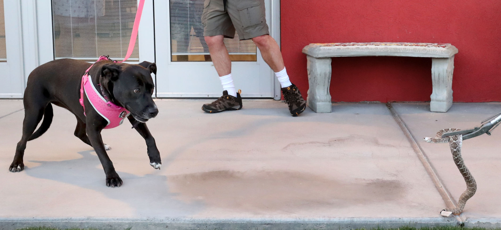 Rattlesnake avoidance classes